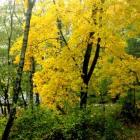 Осень за окном :: Елена Семигина