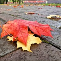 Листопад. :: Валерия Комова