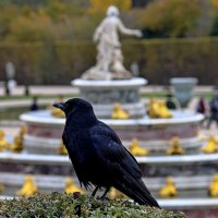 Ворона всегда в тему :: Alexandеr P