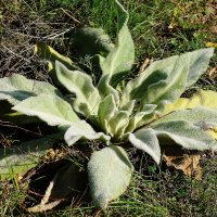 Октябрьский этюд :: Рита Симонова