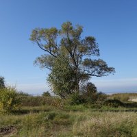 Побережье Калининградского залива :: Рита Симонова