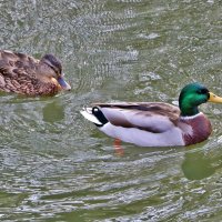 Уточки на речке Песочной :: Светлана 