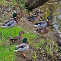 Уточки на речке Песочной :: Светлана 