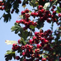 Боярышник :: Freddy 97