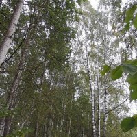 В лесу... :: Freddy 97