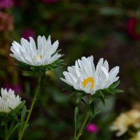 Летние :: Татьяна Тюменка Летние :: Татьяна Тюменка