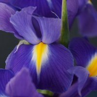 * * * :: Алёна Савина