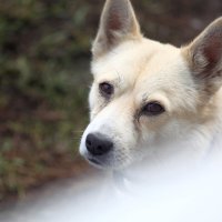 Взгляд... :: Андрей Катков