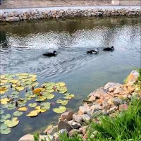 Красивый заплыв! :: Надежда Красивый заплыв! :: Надежда