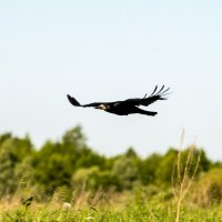 Бреющий полет :: Владимир Иванович Бреющий полет :: Владимир Иванович