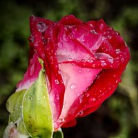Бутон розы :: Валерий Ткаченко