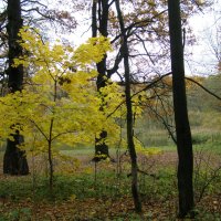 Парк осенний. Клён :: Анна Воробьева