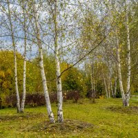 Осень в Мещерском парке :: Владимир Езеров 