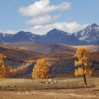 Беляши :: Sergey38 