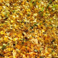 ковер из листьев :: светлана льдокова