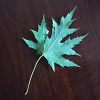 Кленовый листочек :: Дмитрий Никитин