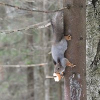Белочка :: Иван Генералов