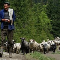 пастух :: Степан Карачко