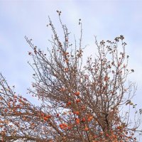 Старая яблоня :: Валентина 