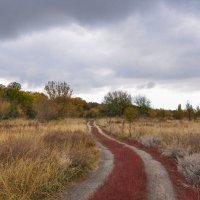 Дорога к Дону :: Татьяна Машошина