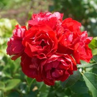 Розы :: Ольга 