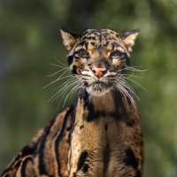 Дымчатый леопард :: SanSan 