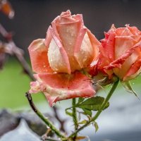 Октябрьские :: Валерий Иванович