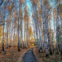Как хорошо в гостях у Осени среди берёзок золотых! :: Елена Хайдукова ( Elena Fly ) Как хорошо в гостях у Осени среди берёзок золотых! :: Елена Хайдукова ( Elena Fly )