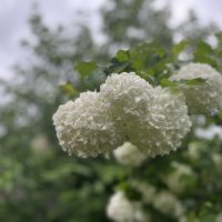 ***Цветы Бульденеж - белоснежные шары*** :: Olga Oskolkova ***Цветы Бульденеж - белоснежные шары*** :: Olga Oskolkova