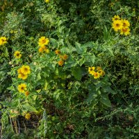 Осень :: Анатолий Чикчирный