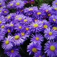 Во всей красе :: Людмила Смородинская Во всей красе :: Людмила Смородинская