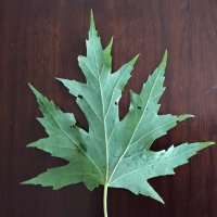 Кленовый листочек :: Дмитрий Никитин