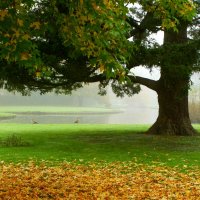 Утро старого клёна :: Юрий. Шмаков
