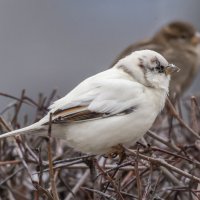 из жизни воробьев.белый воробей. :: юрий макаров из жизни воробьев.белый воробей. :: юрий макаров