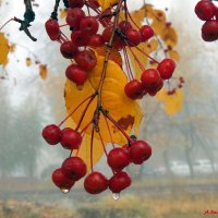 И вот уж слёзы льёт октябрь за окном... :: Андрей Заломленков