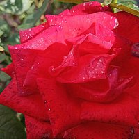 После дождя... :: Владимир Драгунский