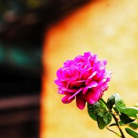 Красивый цветок :: Юрий Гайворонскiий Красивый цветок :: Юрий Гайворонскiий