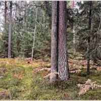 Октябрьский лес. Неразлучные. :: Валерия Комова