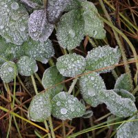 Первые заморозки :: Ольга 