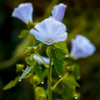 Май ЦВЕТЫ - ул Советская 22 :: Владимир Максимов