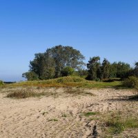 Побережье Калининградского  залива :: Рита Симонова