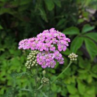 Тысячелистник :: Ната57 Наталья Мамедова Тысячелистник :: Ната57 Наталья Мамедова