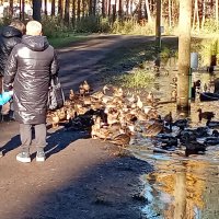 в Беличьем парке :: Виктор 