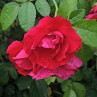 После дождя :: Ната57 Наталья Мамедова