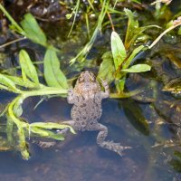 Царевна :: Владимир Иванович