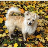 Тимоха :: Владимир Попов