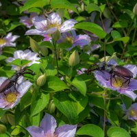 В царстве клематиса :: Наталья Димова В царстве клематиса :: Наталья Димова