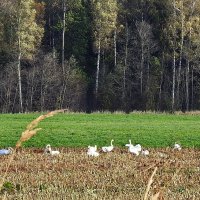 осень :: ИННА ПОРОХОВА