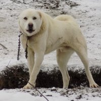 Алабай близко не подпускает...) :: Константин Штарк