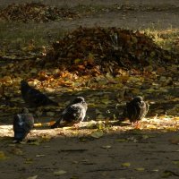 *** :: Лера *** :: Лера